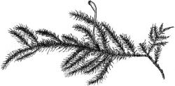 Fifea aciphylla. Habit with capsule. Drawn from A.J. Fife 9168, CHR 476986.
 Image: R.C. Wagstaff © New Zealand Institute for Bioeconomy Science Limited 2026 CC-BY 3.0 NZ